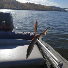 Воблер RAPALA X-Rap Deep XRD10-P
